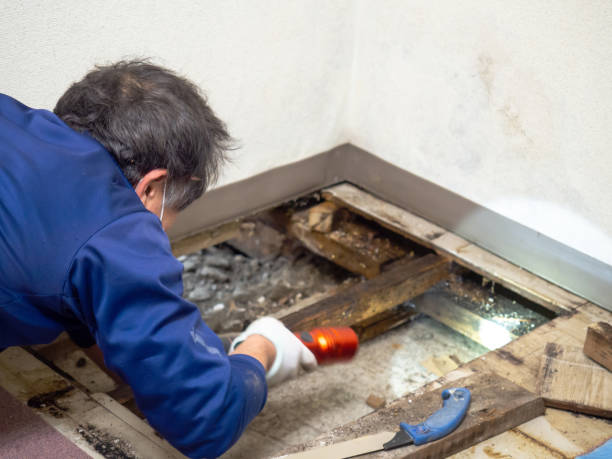 Best Localized Mold Remediation (e.g., coastal areas, humid climates) in Andalusia, IL