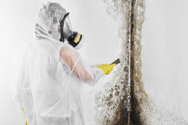 Best White Mold Remediation in Andalusia, IL