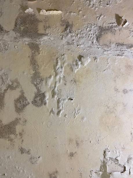 Best Attic Mold Remediation in Andalusia, IL