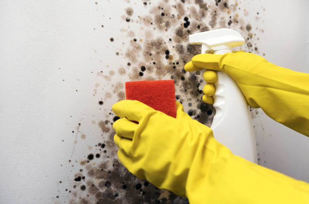 Best Health and Safety Mold Remediation in Andalusia, IL