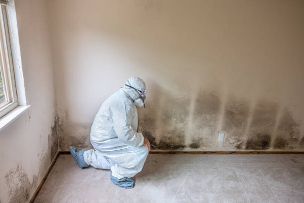 Best Bathroom Mold Remediation in Andalusia, IL