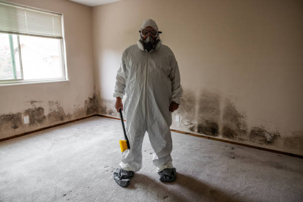 Best Emergency Mold Remediation in Andalusia, IL