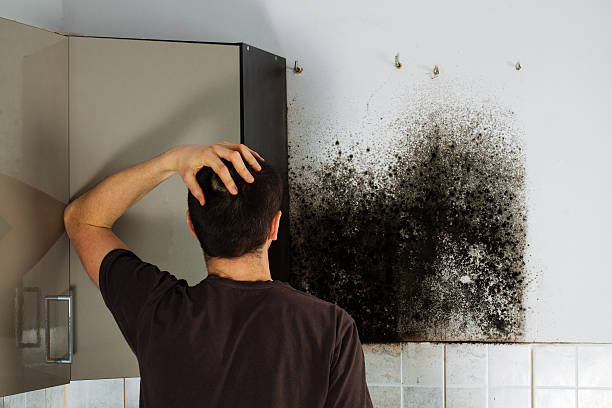 Best Mold Remediation for Specific Building Types in Andalusia, IL