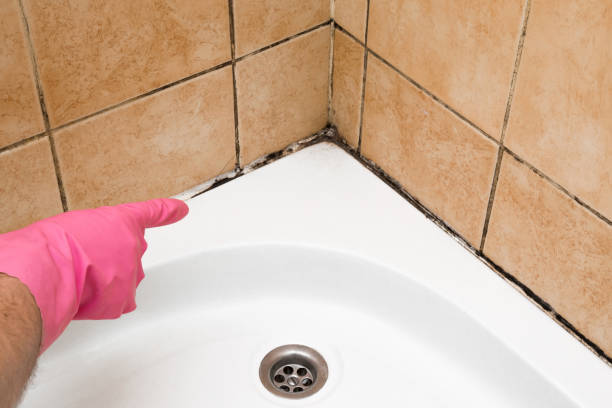 Trusted Andalusia, IL Mold Remediation Experts